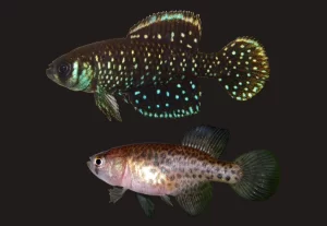 Impactos do Aquarismo na Preservação de Espécies de Peixes de Água Doce: Um Guia Completo