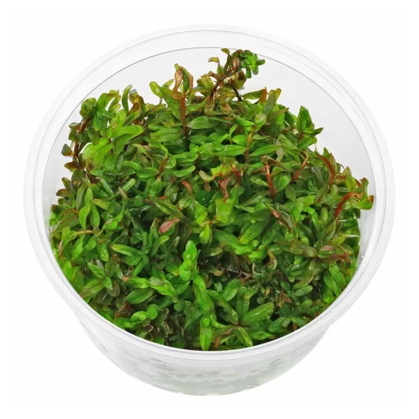 Rotala sp Wayanad