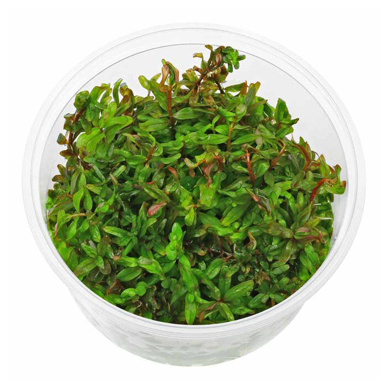 Rotala sp Wayanad